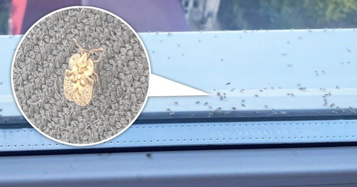 Нашествие насекомых