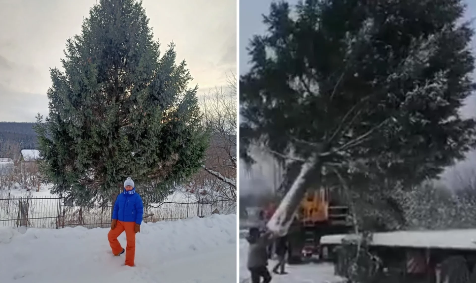 ВИДЕО) Воровство по-новогоднему: в Челябинской области чиновники срубили  ель на чужом участке - RUPOR