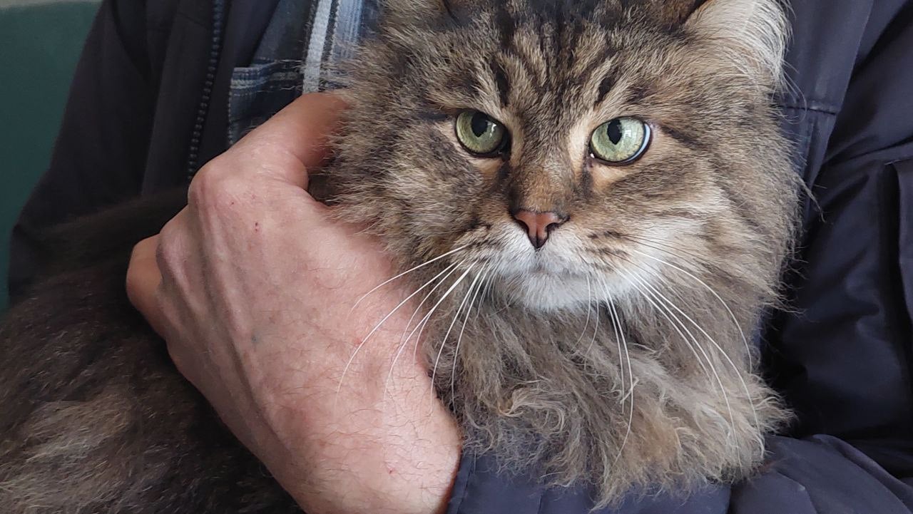 ВИДЕО/ФОТО) Спасение кота из Харькова. Животное провело 2 недели под  завалами разрушенной квартиры - RUPOR