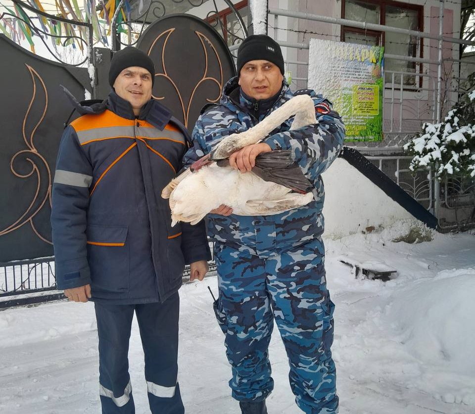 ВИДЕО) Прибило сильным ветром: на Дубоссарской ГЭС спасли лебедя - RUPOR