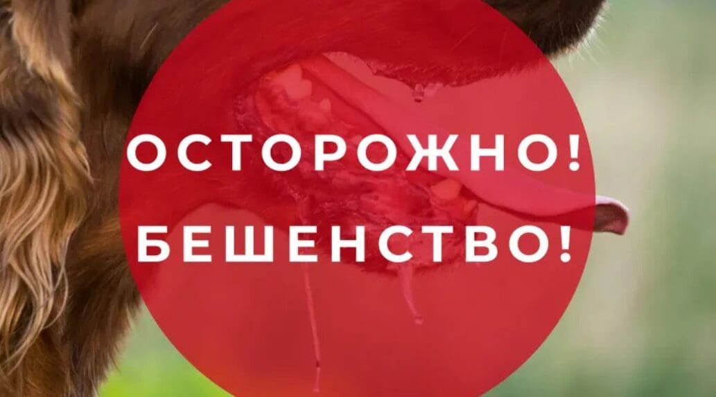 В Унгенском районе зарегистрированы случаи бешенства: введены экстренные меры