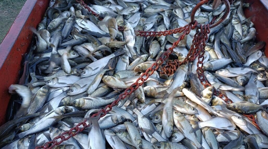 Почти 22 тонны промысловой рыбы выпустили в Днестр и водохранилища на левобережье