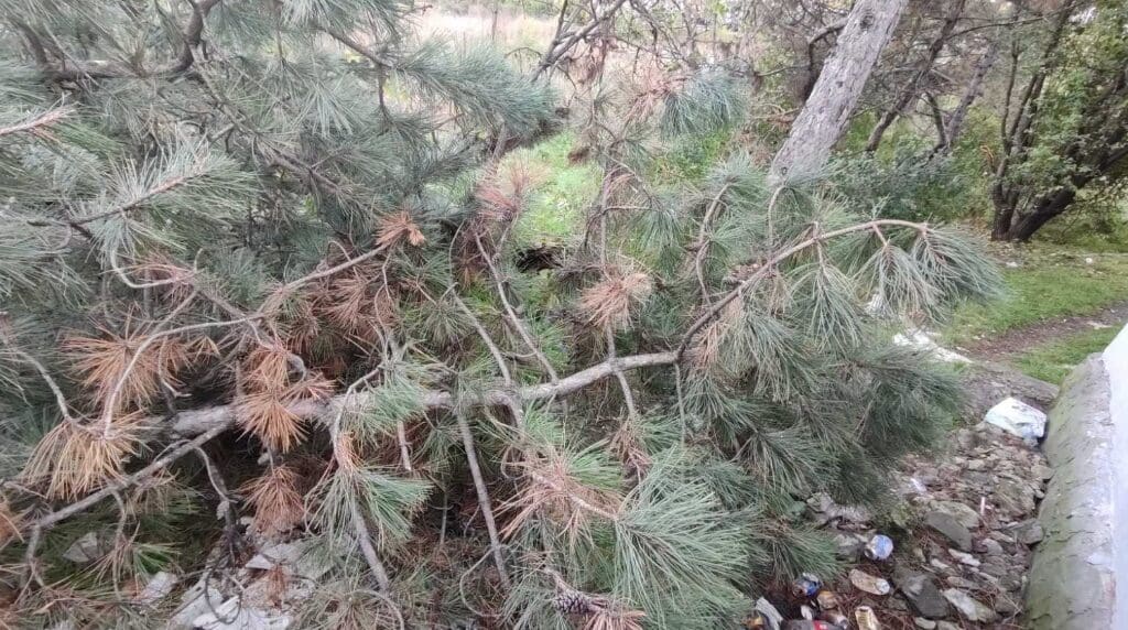 (ФОТО) Вырубка на 113 400 леев: в Бельцах неизвестные уничтожили сосны около остановки